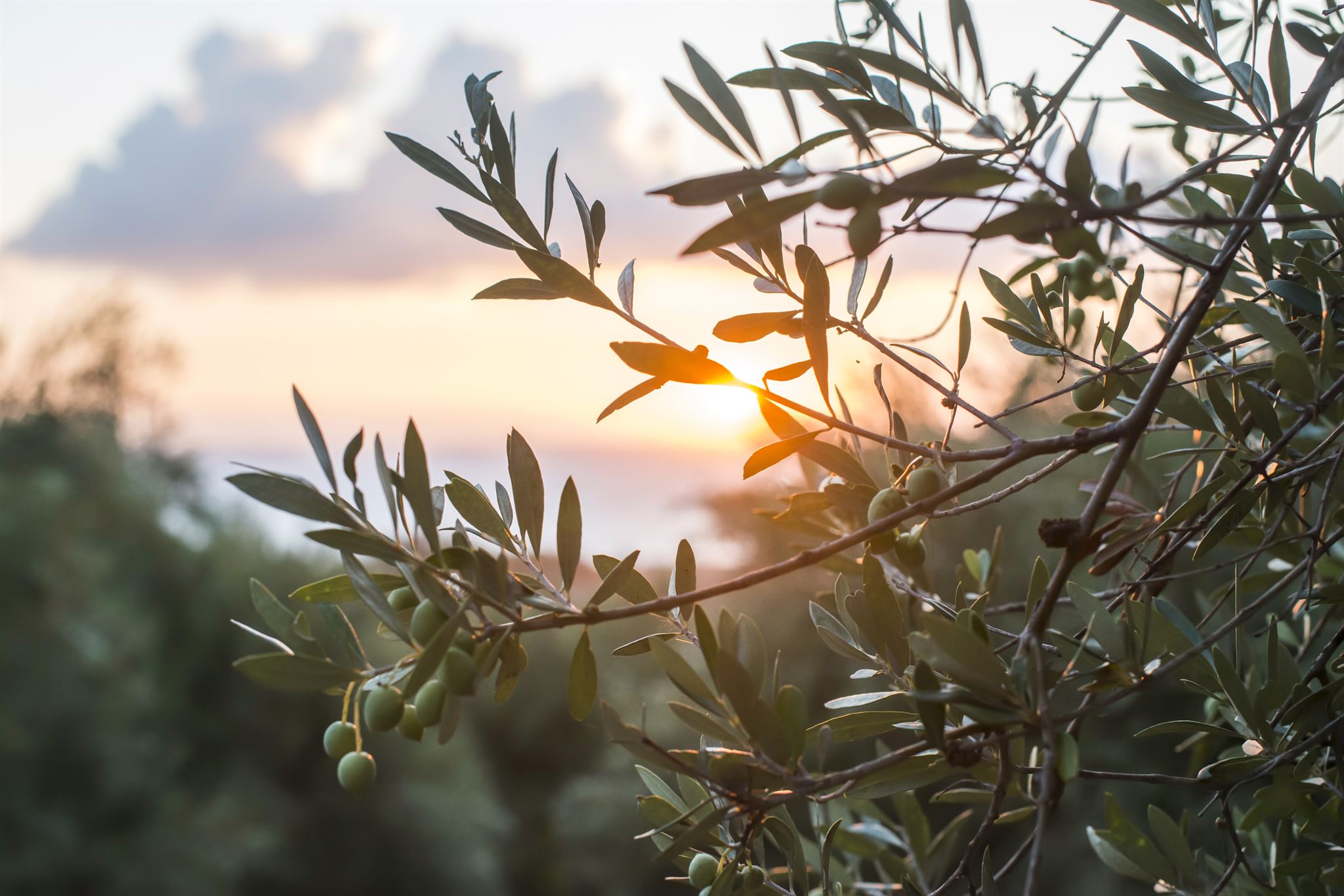 Close-up-of-an-olive-branch-on-a-sunset